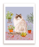 Ragdoll Cat Print