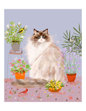 Ragdoll Cat Print